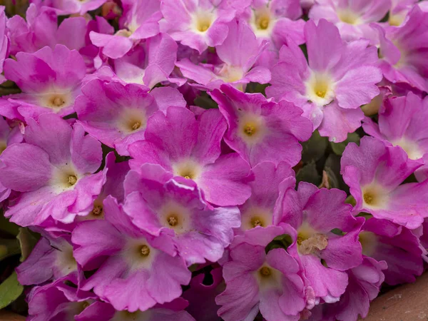 Bunga merah muda padat dari hybrid Primula allionii — Stok Foto