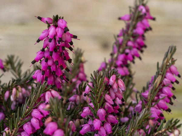 Closeup of the pink flowers of heather Erica carnea Kramers Red — Stock Photo, Image