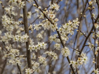 Blackthorn çiçeği, Prunus spinosa, ilkbaharın başlarında