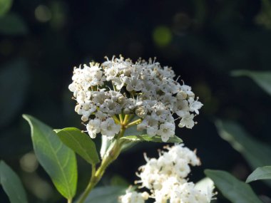 Baharda beyaz Viburnum çiçekleri ve yeşil yapraklar