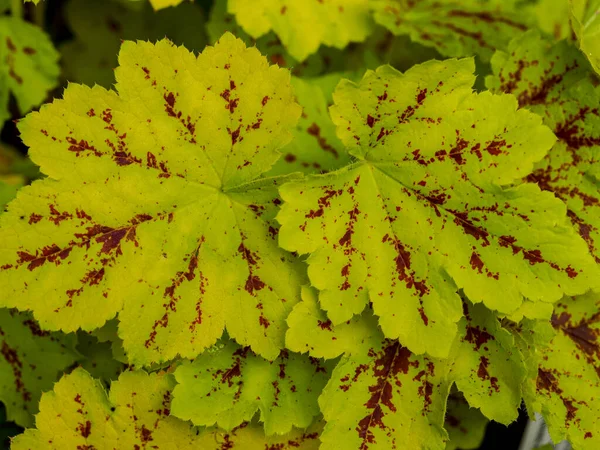 알록달록 한 다채 로운 Heucherella leaves, Solar Power — 스톡 사진