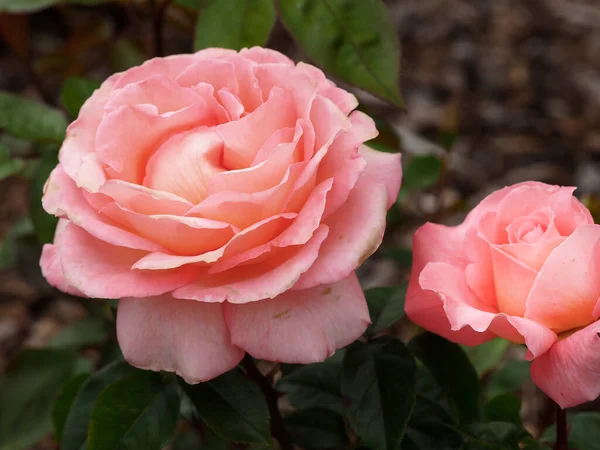 Vacker rosa ros blommar i en trädgård — Stockfoto