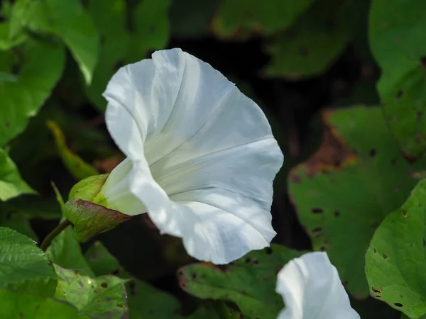 Grande flor comum branca bindweed em um hedgerow — Fotografia de Stock