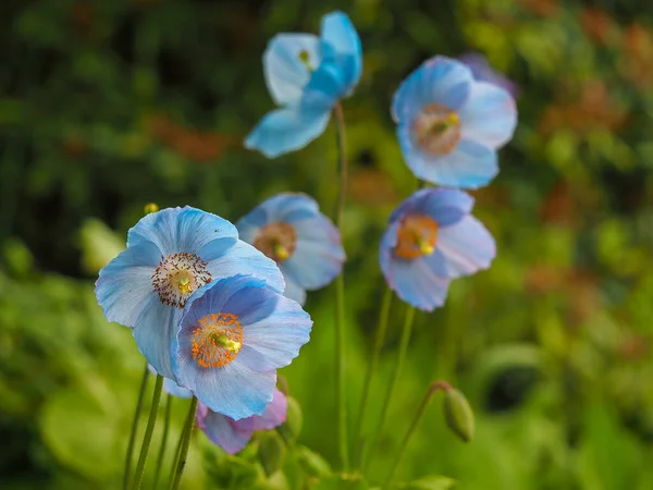 Preciosas flores azules de Meconopsis o amapolas del Himalaya —  Fotos de Stock