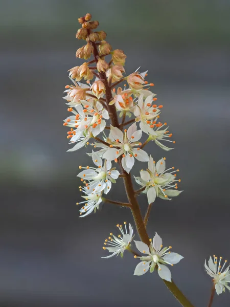 Vit blomma spik av Tiarella wherryi skum blomma — Stockfoto