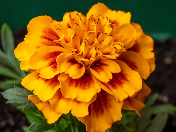 Fechar de uma flor de calêndula francesa, Tagetes patula — Fotografia de Stock