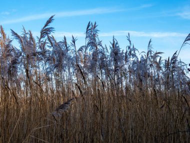 Rüzgarda savrulan sazlıklar mavi bir gökyüzüyle