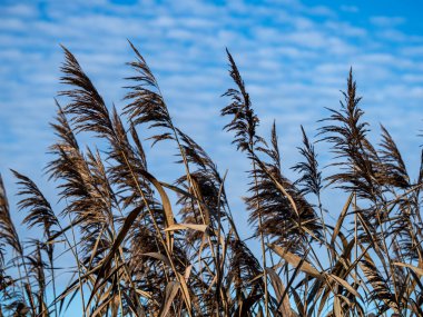 Reed tohum başları ve benekli mavi bir gökyüzü