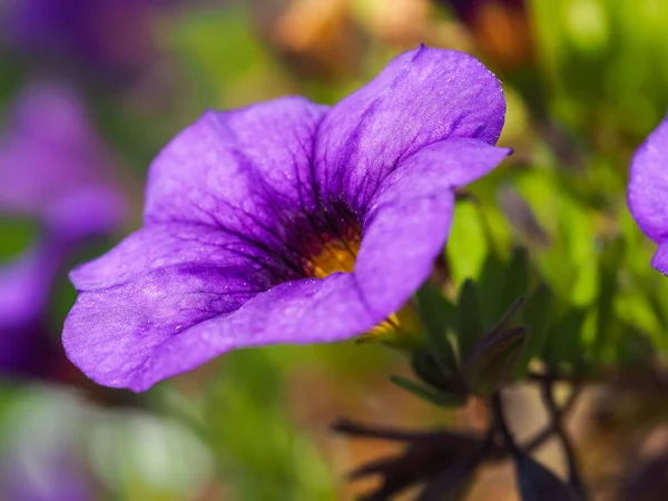 Närbild av en ganska lila Calibrachoa blomma — Stockfoto