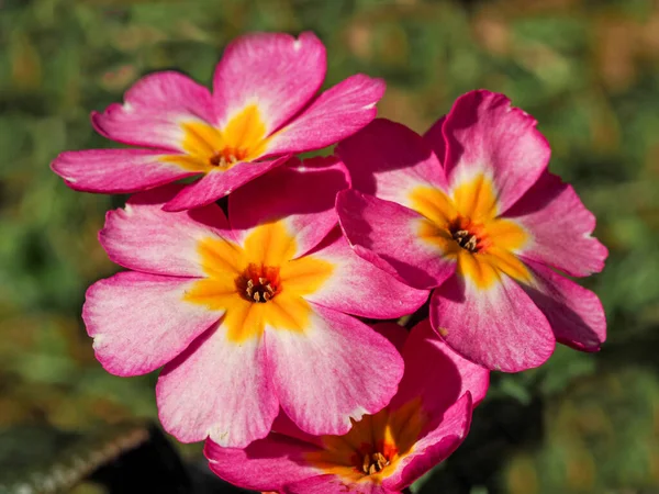 Flores cor de rosa e amarelo Polyanthus, variedade Champagne rosa — Fotografia de Stock