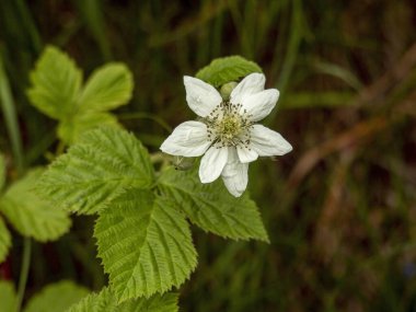 Çilekli Rubus, çalılıklarda çiçek açıyor.