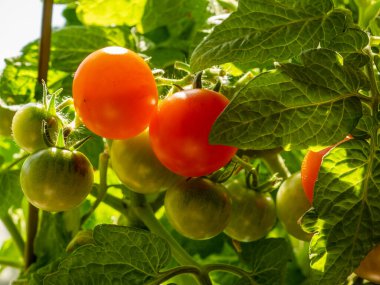 Bir bitkinin üzerinde olgunlaşan domatesler, çeşitli Kırmızı Robin.