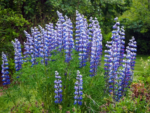 Vysoké modré lupiny kvetoucí v zahradě — Stock fotografie