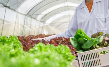 Bilim adamı analiz için hidrofonik sebze örneği topluyor..