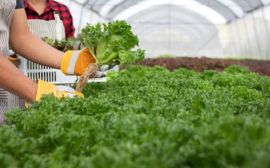 Couple of farmer is harvesting hydroponic vegetable in greenhouse.