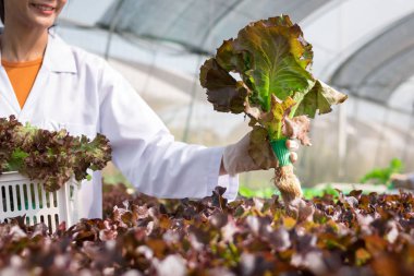 Bilim adamı analiz için hidrofonik sebze örneği topluyor..