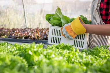 Çiftçi el ele tutuşan sebze sepetini kapatın..