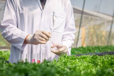 Scientist experiment results of hydroponic vegetables.