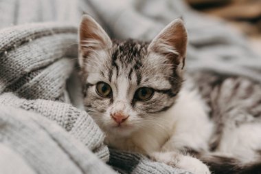 Güzel, sevimli bir kedi, rahat ve sıcak bir şekilde dinleniyor. Kış havası tatlı bir evcil kedi tarafından temsil ediliyor. Sıcak kedi portresi.