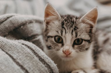 Güzel, sevimli bir kedi, rahat ve sıcak bir şekilde dinleniyor. Kış havası tatlı bir evcil kedi tarafından temsil ediliyor. Sıcak kedi portresi.