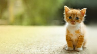 Küçük sevimli bir kedinin portresi etrafa bakıyor..