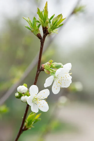 Весняне Цвітіння Вишневої Гілки Крупним Планом Розмитому Фоні — стокове фото