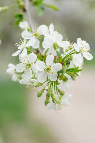Весняне Цвітіння Вишневої Гілки Крупним Планом Зеленому Фоні — стокове фото