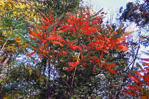 A árvore vermelha na floresta verde — Fotografia de Stock