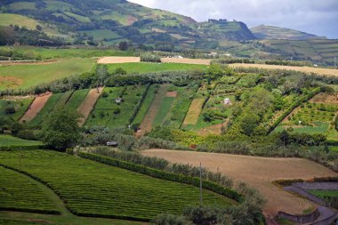 Atlantik Okyanusu 'nun ortasında çay tarlaları