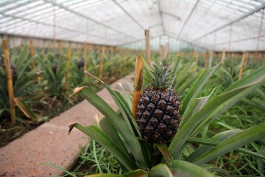 Azores Adaları 'ndaki bir tarlada bir ananasa yakın.