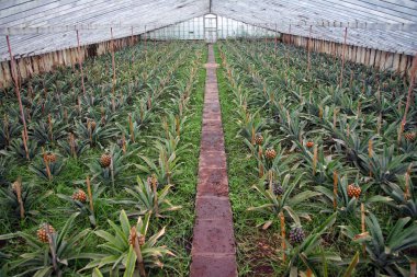 Sao Miguel adasındaki tipik ananas ekimi.