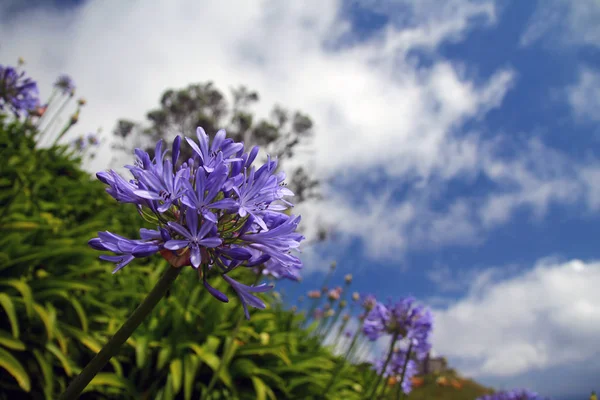 Fleurs violettes Agapanthe bleue à Sao Miguel — Photo