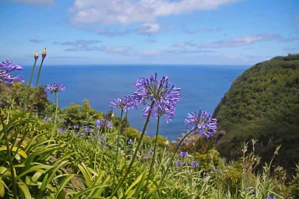 Violeta Agapanthe bleue en los acantilados de Sao Miguel — Foto de Stock