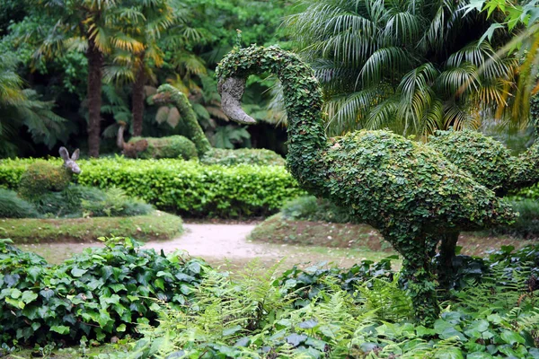 Azores 'deki Parque Terra Nostra' daki Ivy dinozorları