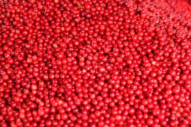 Kuzey Avrupa 'da bir markette kırmızı böğürtlen yakın