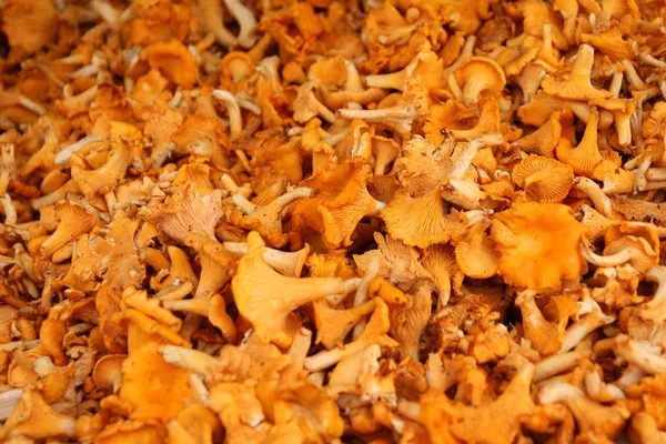 Close up de cogumelos Kantarell castanhos — Fotografia de Stock
