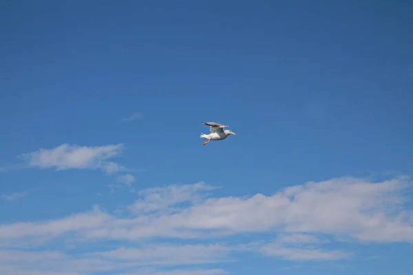 Den flygande måsen i den blå himlen — Stockfoto