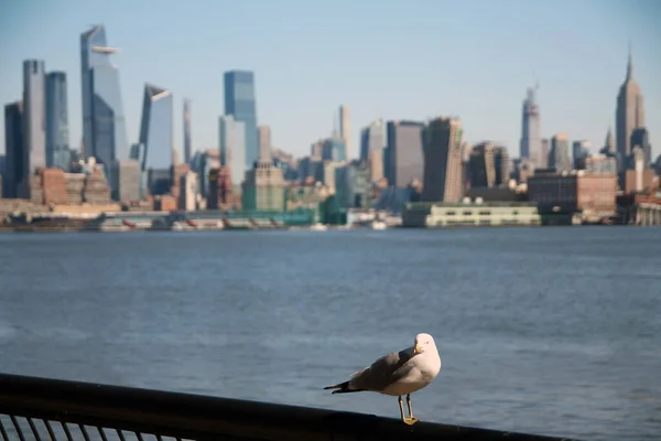 Vista Del Horizonte Manhattan Desde Nueva Jersey —  Fotos de Stock