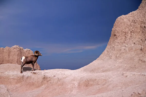 Blick Auf Badlands Panorama Mit Dickhornschafen — Stockfoto