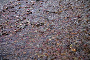 Sığ göl sularındaki renkli çakıl taşlarının görüntüsü