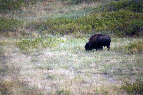 Bison Eating National Bison Range — Stock Photo, Image