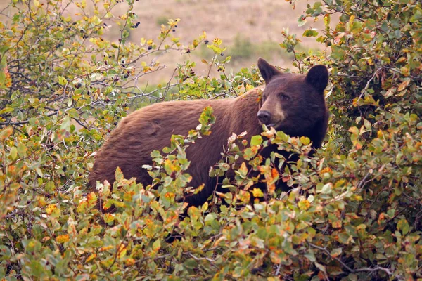 Černý Medvěd Národním Bizonním Pásmu — Stock fotografie