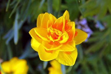 Baharda açan sarı çiçeğin yakın çekimi