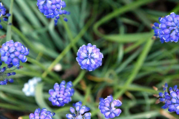 Gros Plan Sur Les Petites Fleurs Bleues Qui Fleurissent Printemps — Photo