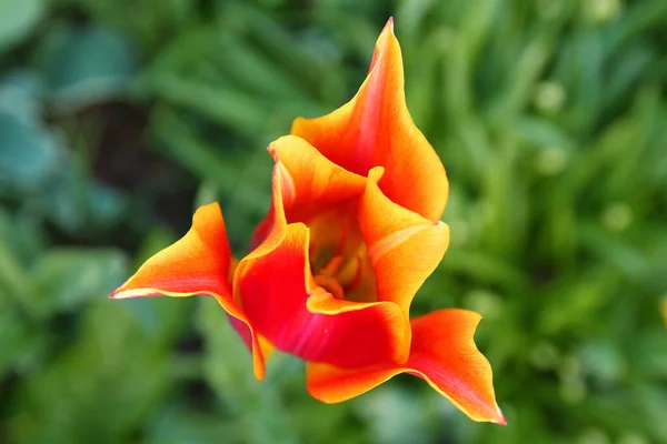 Primer Plano Una Flor Roja Amarilla Floreciendo Primavera —  Fotos de Stock