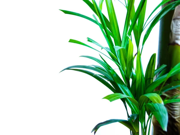 Areca palmiyesi beyaz arkaplan üzerinde izole edilmiş metin, pankart için boşluk