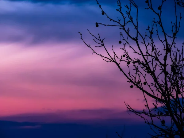 Äste Silhouette Auf Wunderschönen Rosa Himmel — Stockfoto