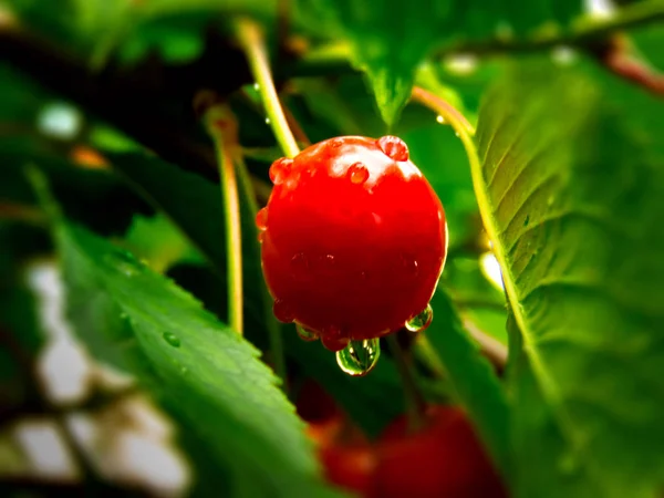 Cerise Rouge Avec Des Gouttes Eau Dessus — Photo