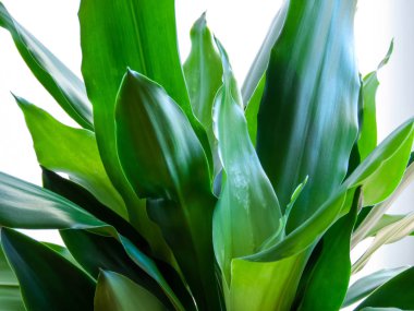 Dracaena Fragrans 'ın yeşil yaprakları beyaz arkaplanda izole edilmiş.