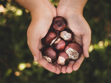 Taze kestanelerle dolu eller.